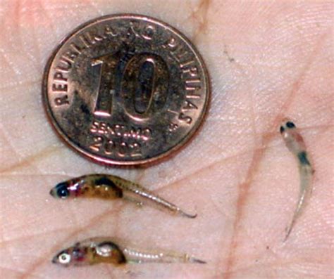 tabios fish|Lake Buhi: Home of the World’s Smallest Fish!.